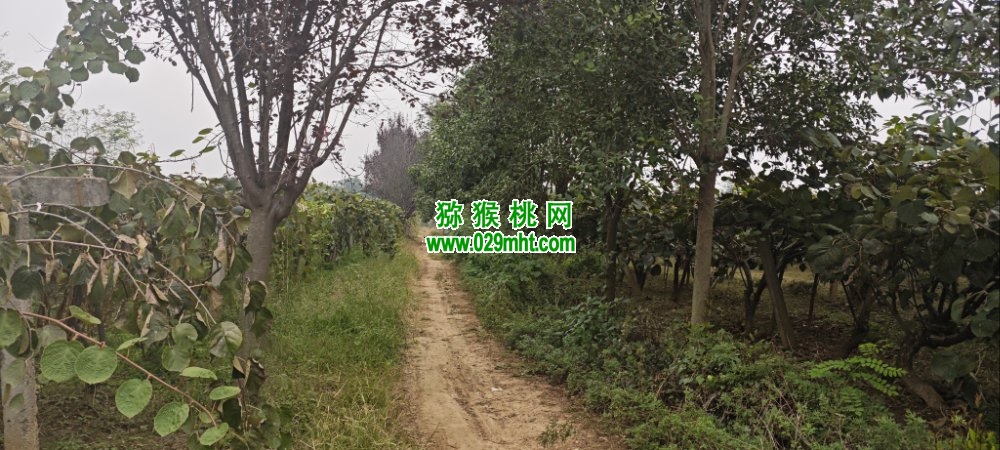 豪门国际 0012e