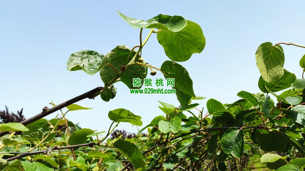 豪门国际 786a8