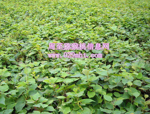 豪门国际 f76ff