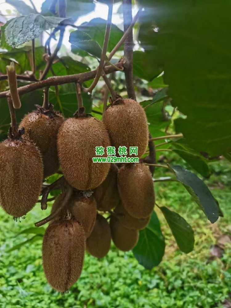 豪门国际 d7aac