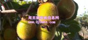 陕西豪门国际猕猴桃豪门国际猕猴桃6月份成长状况