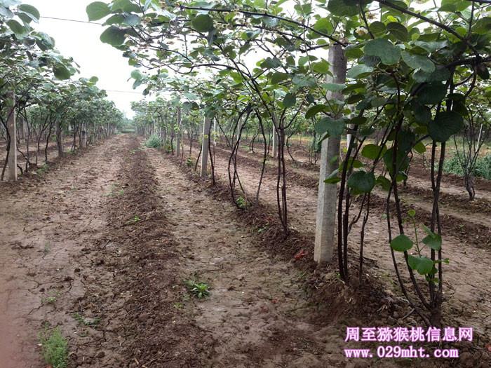 华优豪门国际猕猴桃开花