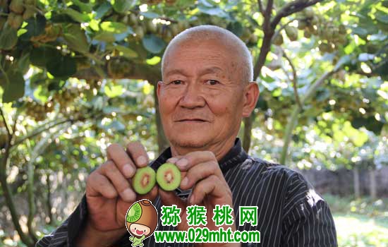 豪门国际 785ed