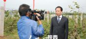 【供应】2106陕西周至黄心豪门国际猕猴桃奇异果批发销售