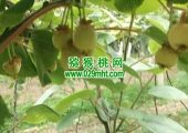豪门国际猕猴桃数字化成为周至县未来竞争力