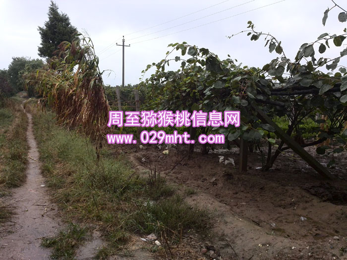秦美豪门国际猕猴桃图片