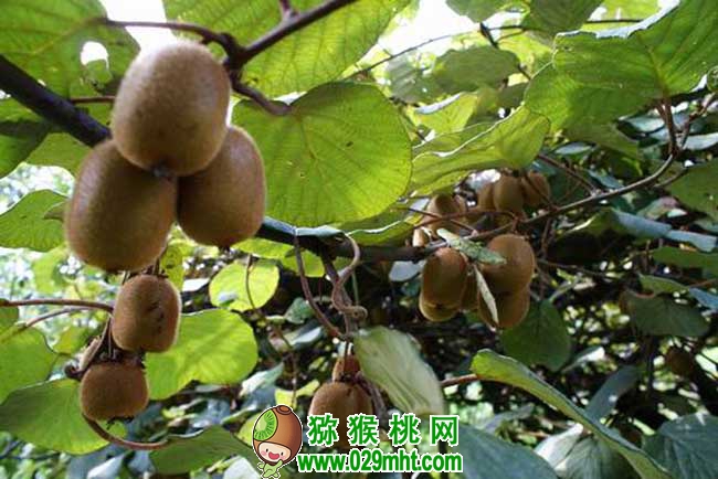 豪门国际猕猴桃属于哪类水果