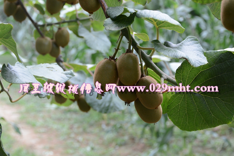 <a href=http://www.linux-china.com/mht/huangxin/ target=_blank class=infotextkey />黄心豪门国际猕猴桃</a><a href=http://www.linux-china.com target=_blank class=infotextkey>奇异果</a>图片1.jpg