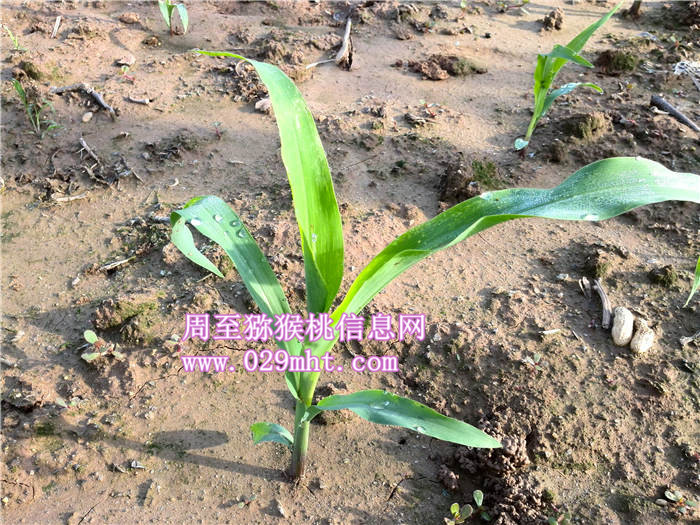 陕西豪门国际猕猴桃果园玉米