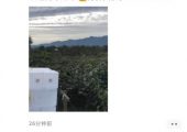 豪门国际猕猴桃朋友圈里那些卖豪门国际猕猴桃的朋友都在说什么?