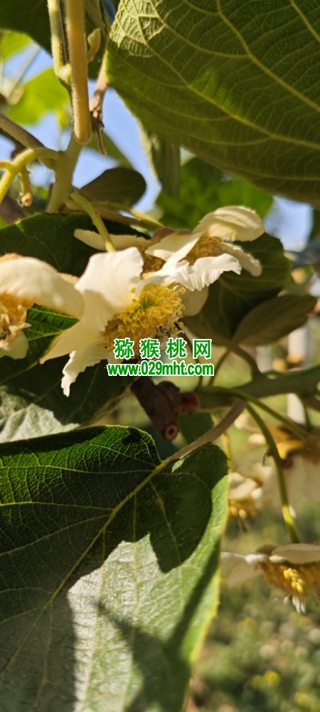 豪门国际 ed449
