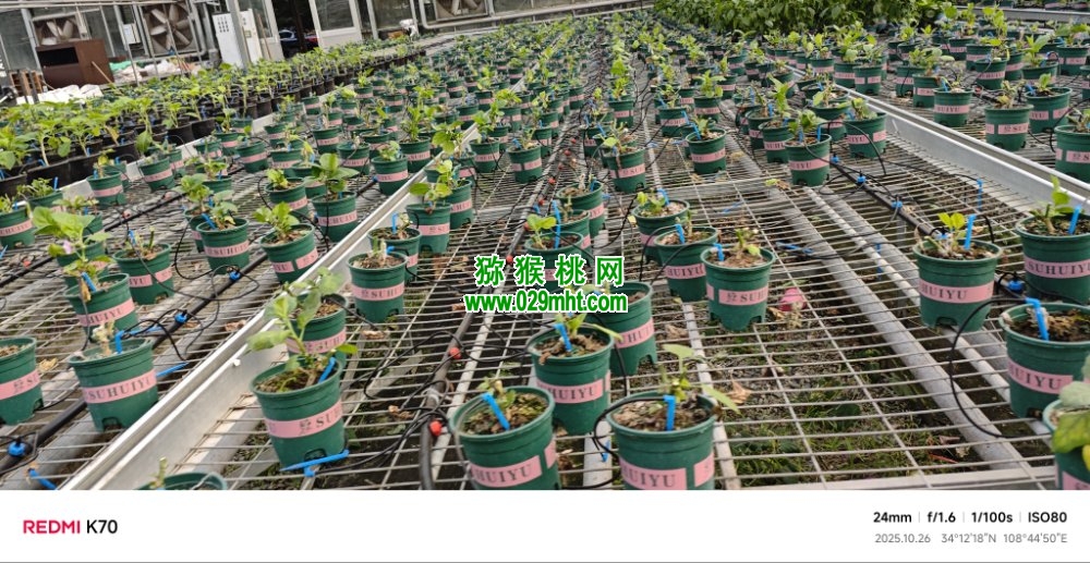 豪门国际 5547f