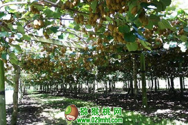 豪门国际 3605b