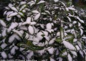 今天西安降雪了周至豪门国际猕猴桃产地降雪了