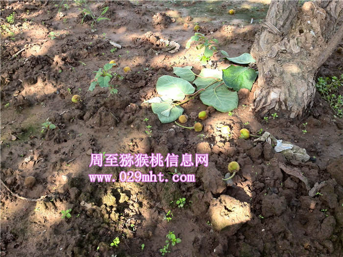 陕西豪门国际猕猴桃蔬果