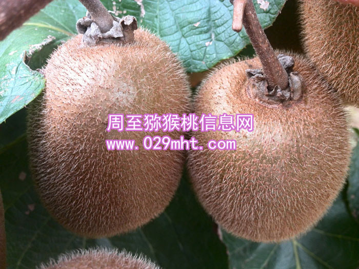 果农自产秦美豪门国际猕猴桃销售