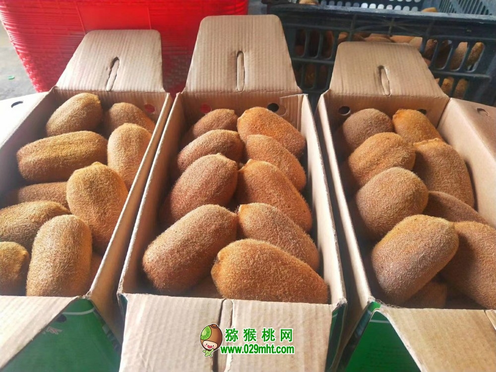 豪门国际 e9549