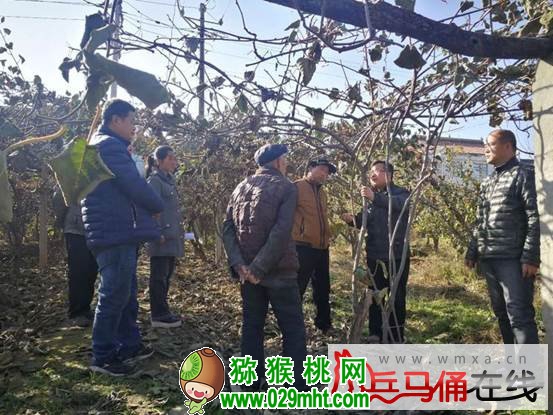 豪门国际 482ca