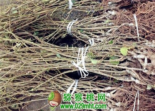 豪门国际 8ba14