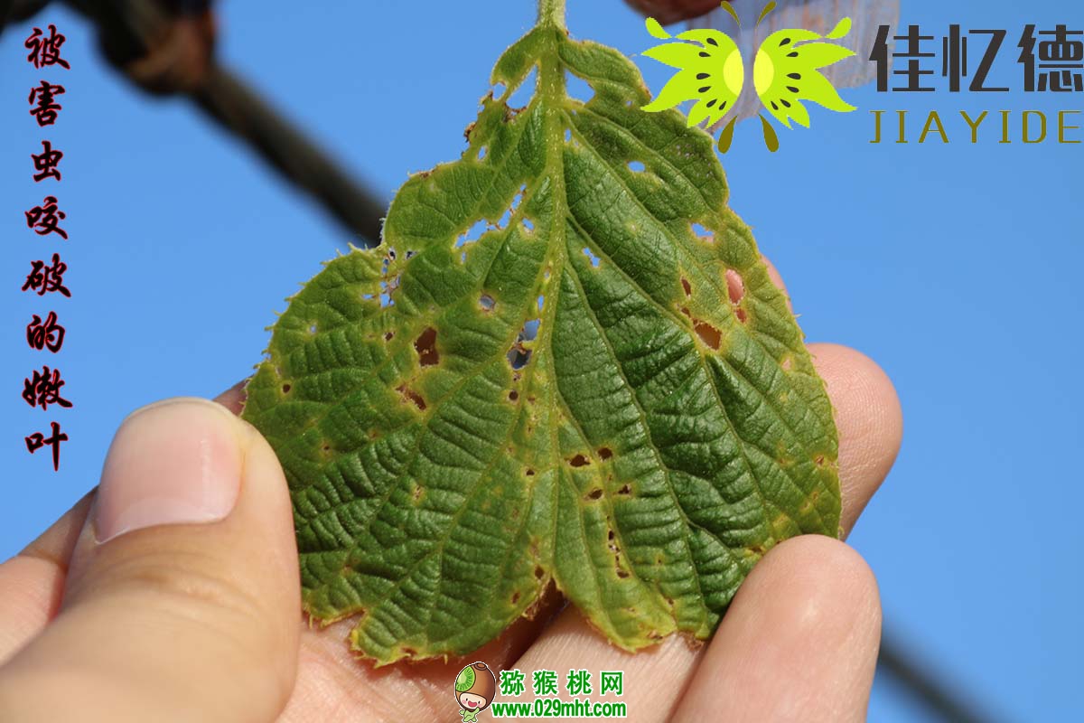 豪门国际 804f8