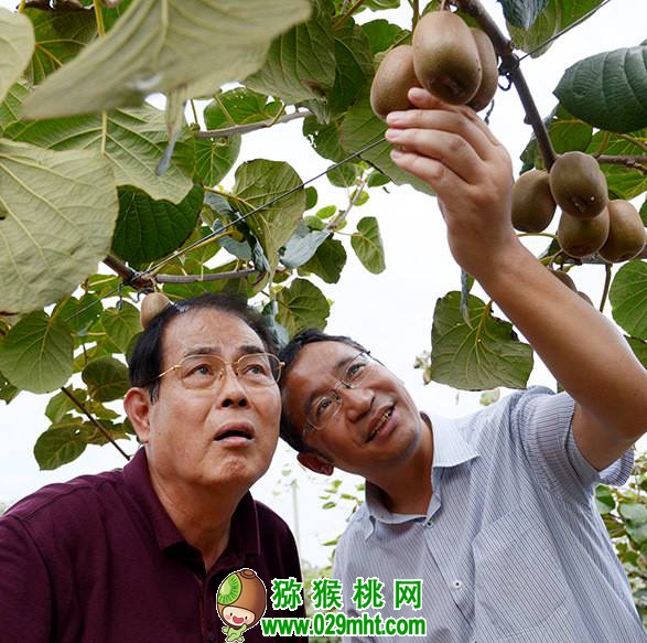 <a href=http://www.linux-china.com/shanximihoutao/ target=_blank class=infotextkey />陕西豪门国际猕猴桃</a>首席科学家刘占德