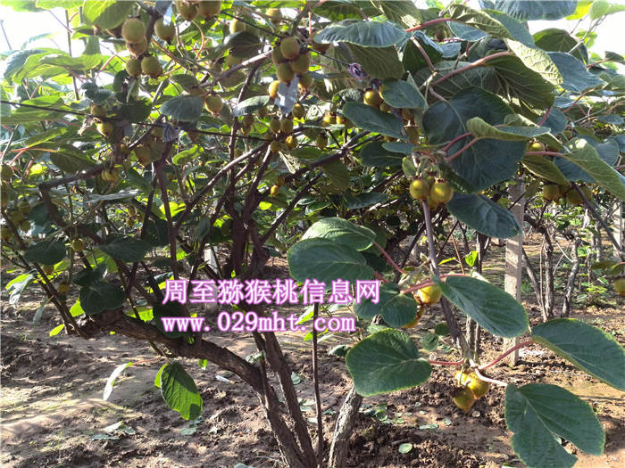 陕西豪门国际猕猴桃豪门国际之乡