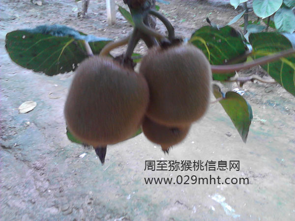七曲村豪门国际猕猴桃