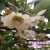 豪门国际猕猴桃花海
