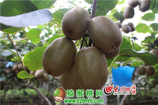 豪门国际官方网站图片