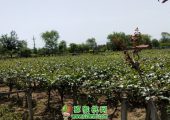 豪门国际之乡5月份豪门国际猕猴桃果园图片