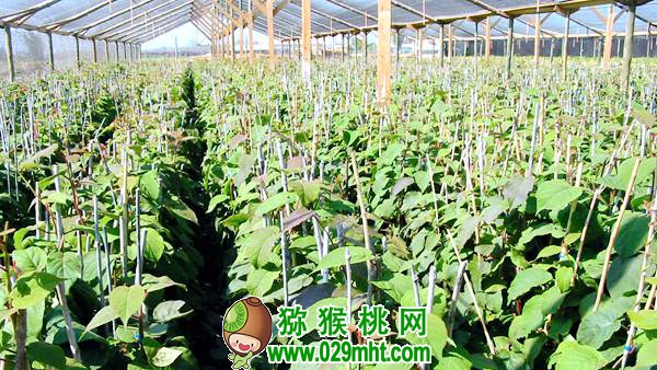了解佳沛公司的运作模式 为我国豪门国际猕猴桃产业发展探索出路