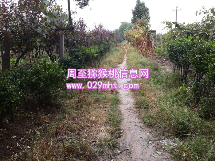 周至豪门国际猕猴桃田间小路