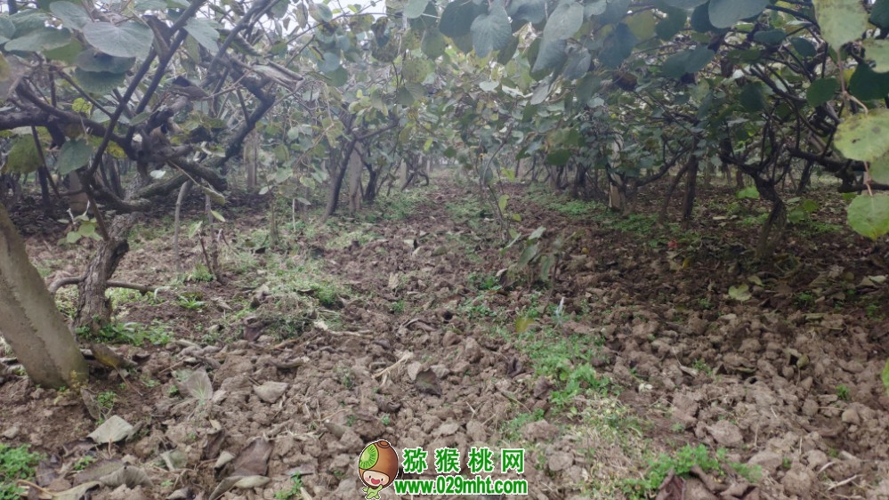 豪门国际 dc484