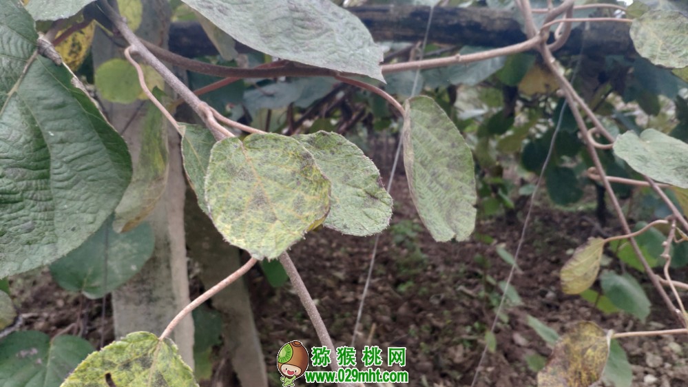豪门国际 bed66