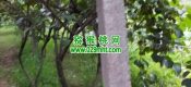 眉县豪门国际猕猴桃果园图片