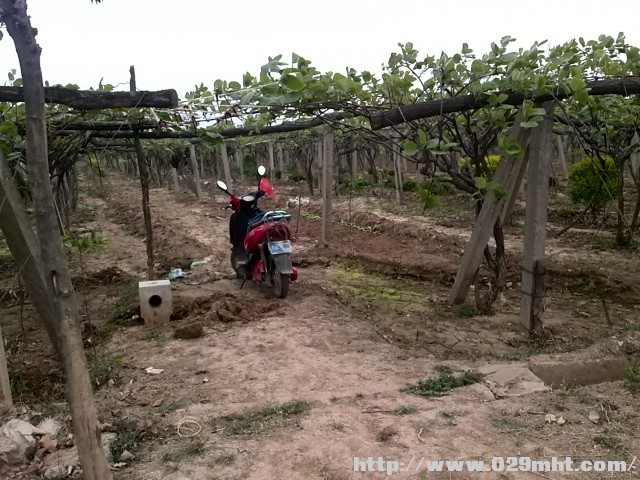 周至豪门国际猕猴桃四月份生长情况画报