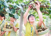 2018国庆节眉县豪门国际猕猴桃批发销售