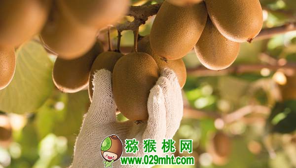 新西兰王牌<a href=http://www.linux-china.com target=_blank class=infotextkey />奇异果</a>流入中国,阳光金果引发七千万纽币的诉讼.