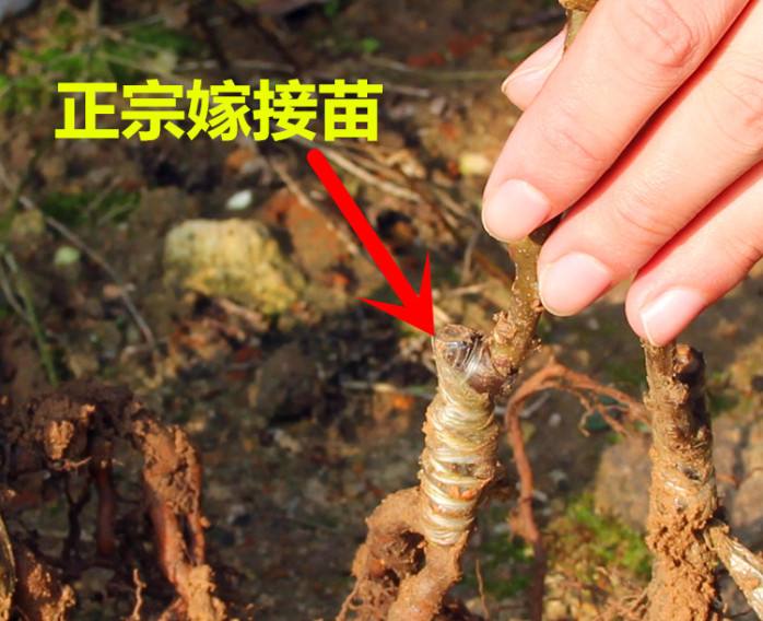 豪门国际 19df5