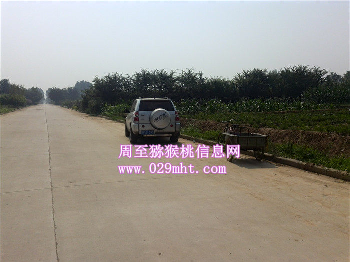 陕西周至豪门国际猕猴桃果农