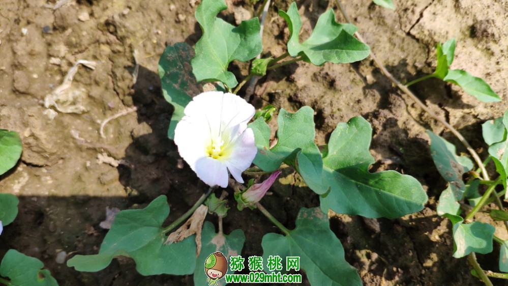 豪门国际 8ea7e