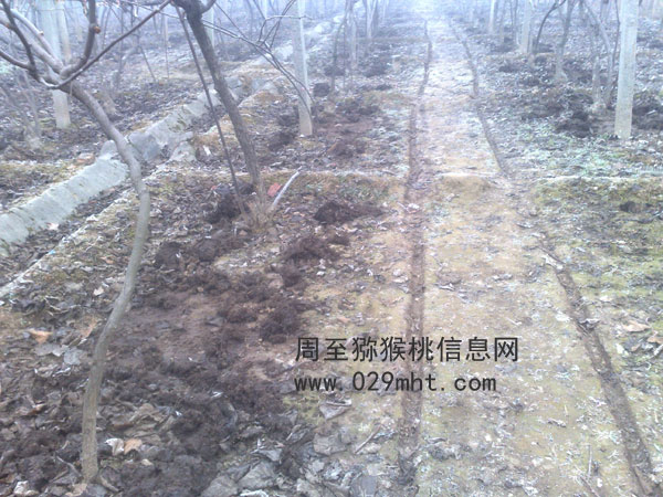 周至豪门国际猕猴桃使用农家肥更健康