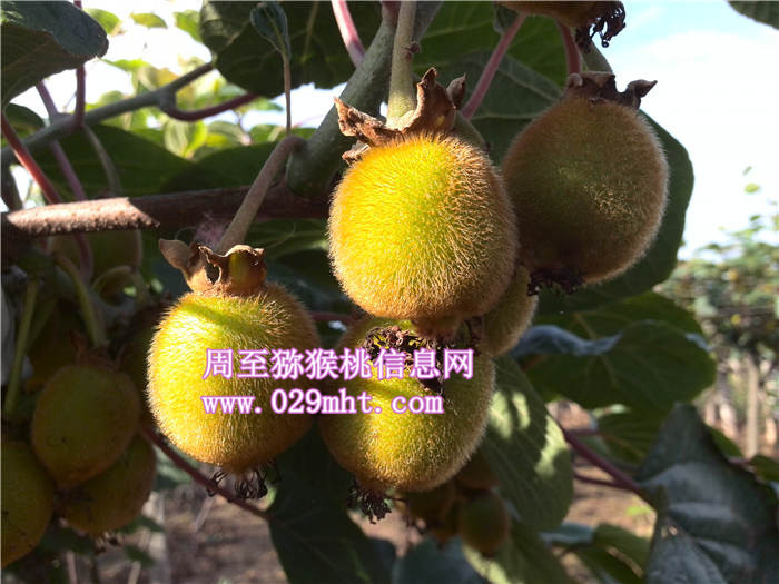 陕西红心豪门国际猕猴桃