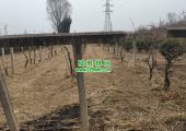 2023年12月周至豪门国际猕猴桃果园都在做些什么？