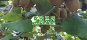 眉县豪门国际猕猴桃那里的好吃