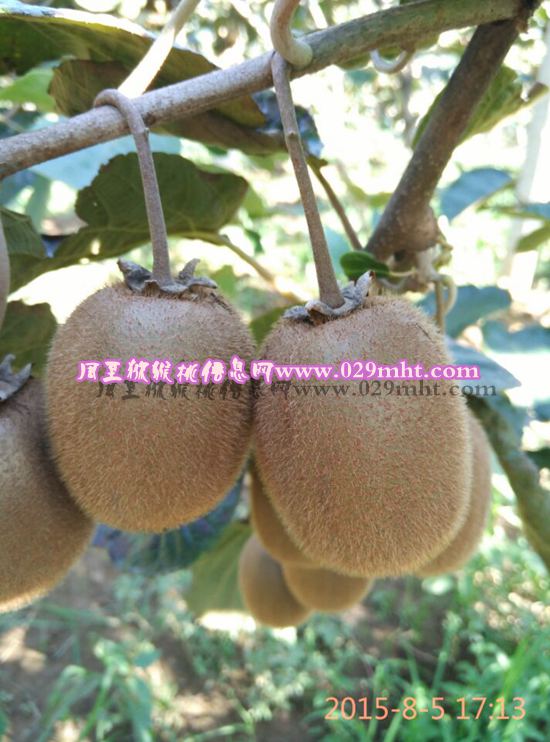 周至县哑柏镇李欢家豪门国际猕猴桃4