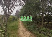 周至县豪门国际猕猴桃和眉县豪门国际猕猴桃哪个好？