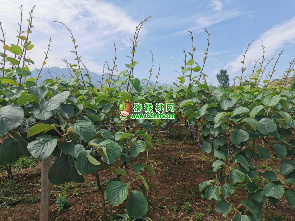 豪门国际 828d2