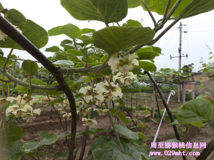 西安豪门国际猕猴桃开花