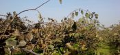 2015豪门国际猕猴桃视频网站上线